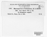Alternaria ornatissima image